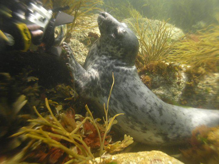 Scuba Diving in Cornwall a Guide to England’s Riviera Diviac Magazine