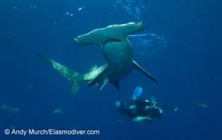 Great hammerhead