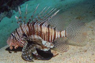 Red lionfish