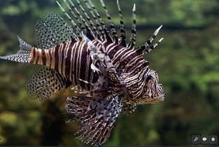 Red lionfish