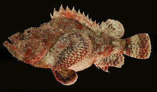 False stonefish