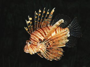 Red lionfish