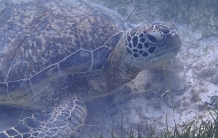 Green Sea Turtle
