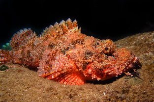 Jenkins scorpionfish'