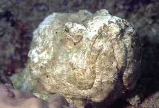 False stonefish
