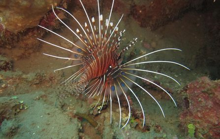 lion fish
