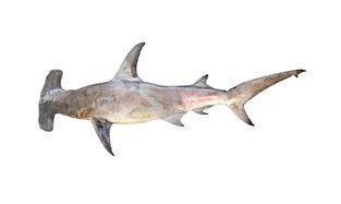 Great hammerhead
