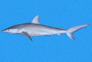 Galapagos shark