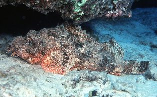 Jenkins scorpionfish'
