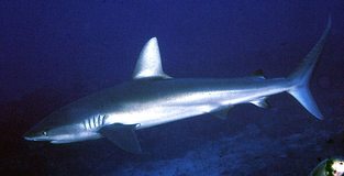 Galapagos shark