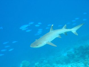 Whitetip reef shark