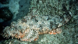 Jenkins scorpionfish'