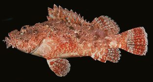Jenkins scorpionfish'
