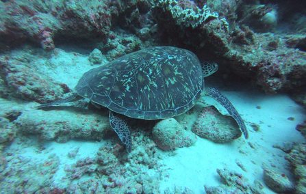 Turtle