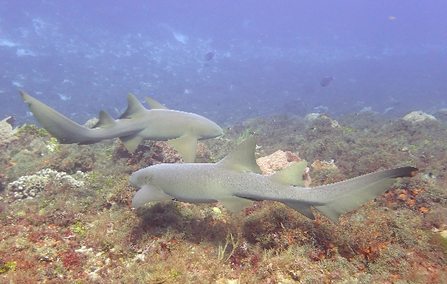 Nurse Sharks