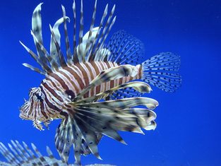 Red lionfish